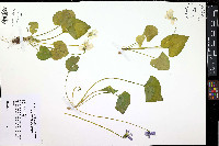 Viola communis image