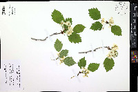 Crataegus flabellata image
