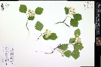 Crataegus flabellata image