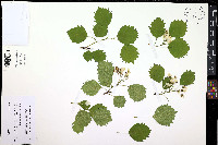 Crataegus lemingtonensis image