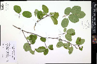 Amelanchier alnifolia image