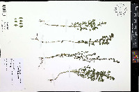 Euphrasia nemorosa image