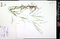 Digitaria ciliaris image