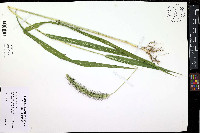 Setaria faberi image