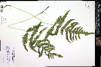 Phegopteris excelsior image
