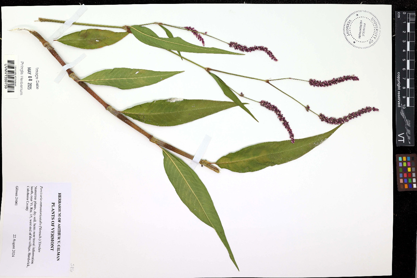 Persicaria extremiorientalis image