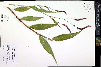 Persicaria extremiorientalis image