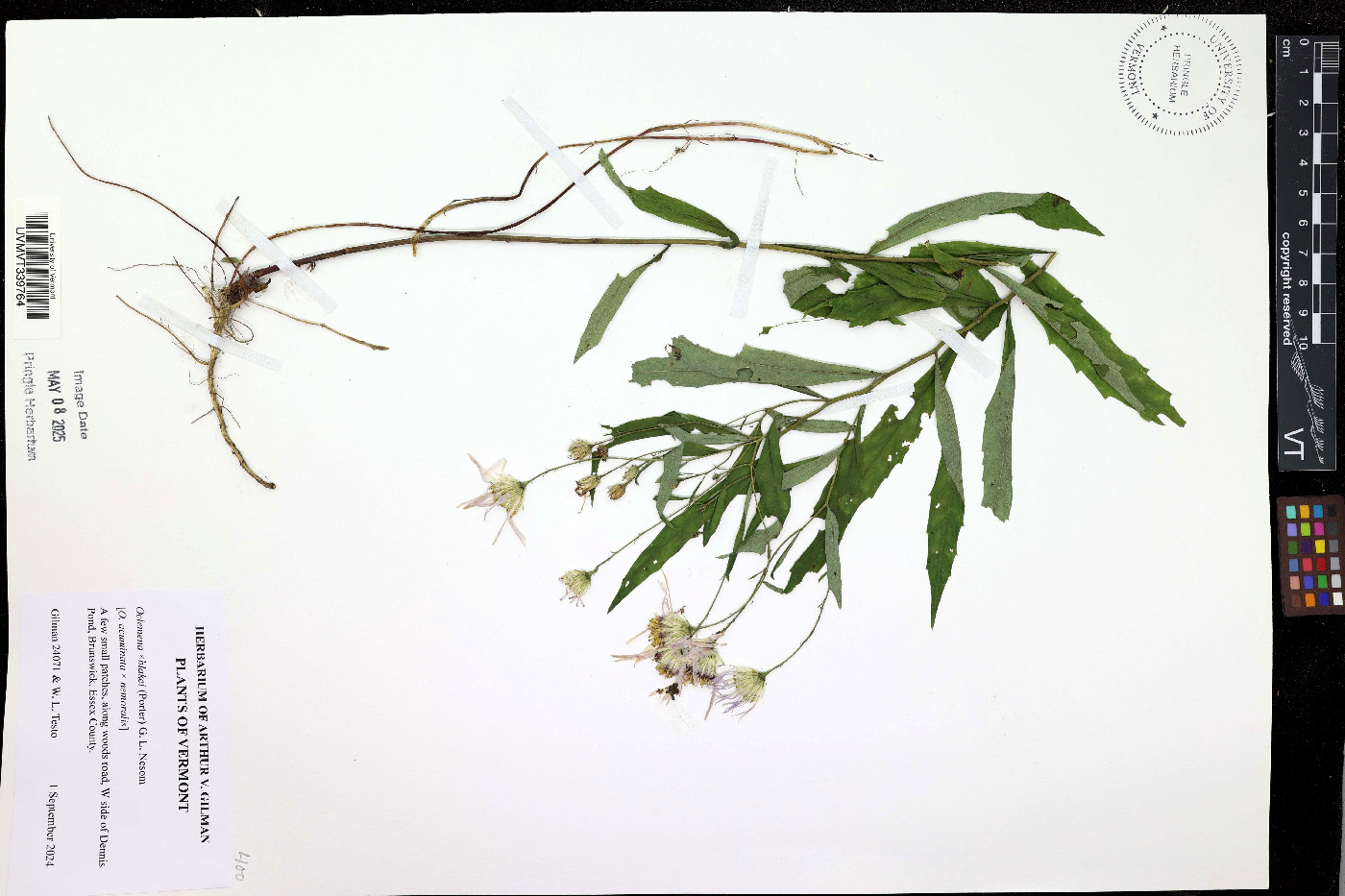 Oclemena x blakei image