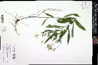 Oclemena x blakei image