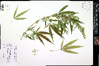 Cannabis sativa image
