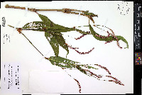 Persicaria extremiorientalis image