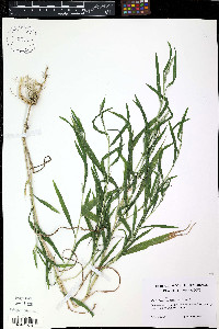 Muhlenbergia frondosa image