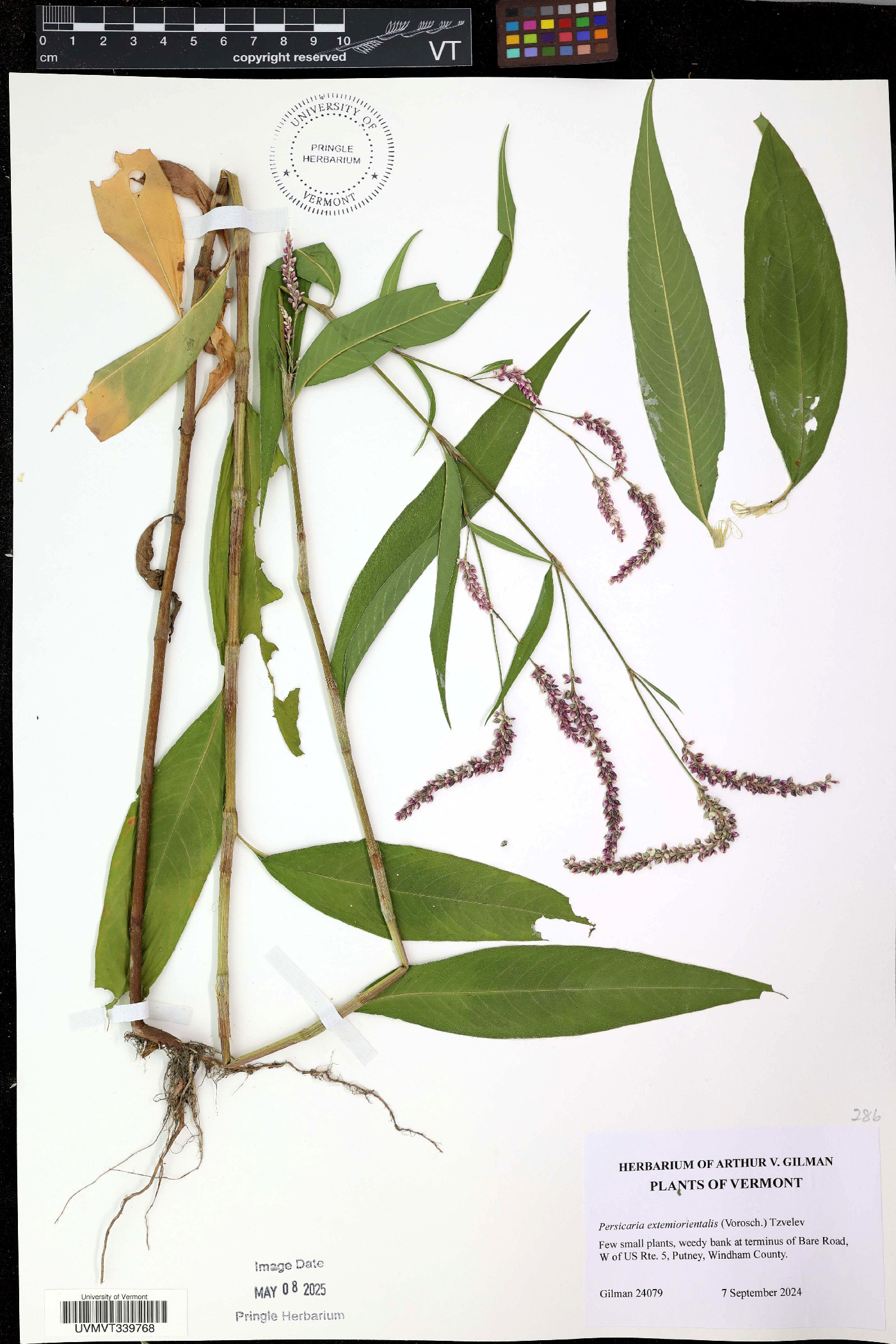 Persicaria extremiorientalis image