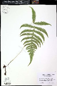 Phegopteris excelsior image