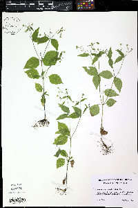 Galinsoga quadriradiata image