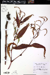 Persicaria extremiorientalis image