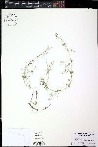 Galium parisiense image