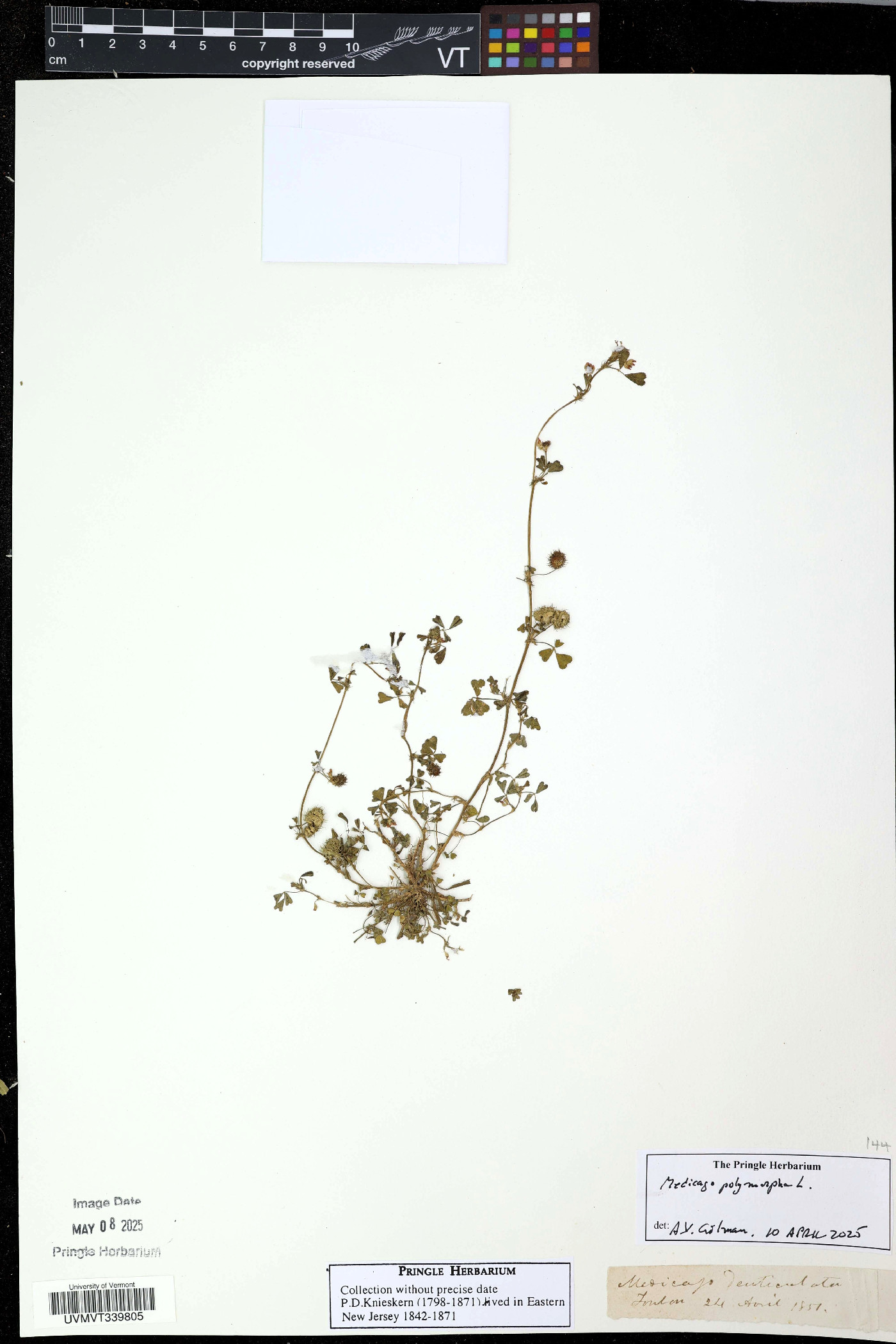 Medicago rigidula image