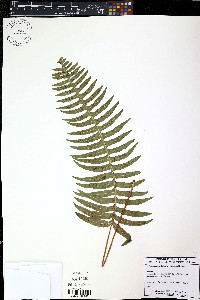 Serpocaulon falcaria image