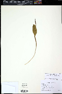 Ophioglossum pusillum image