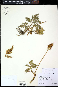 Sceptridium multifidum image