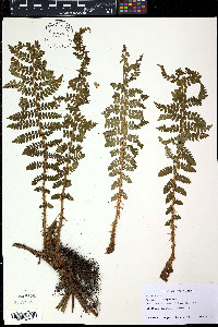 Polystichum braunii image