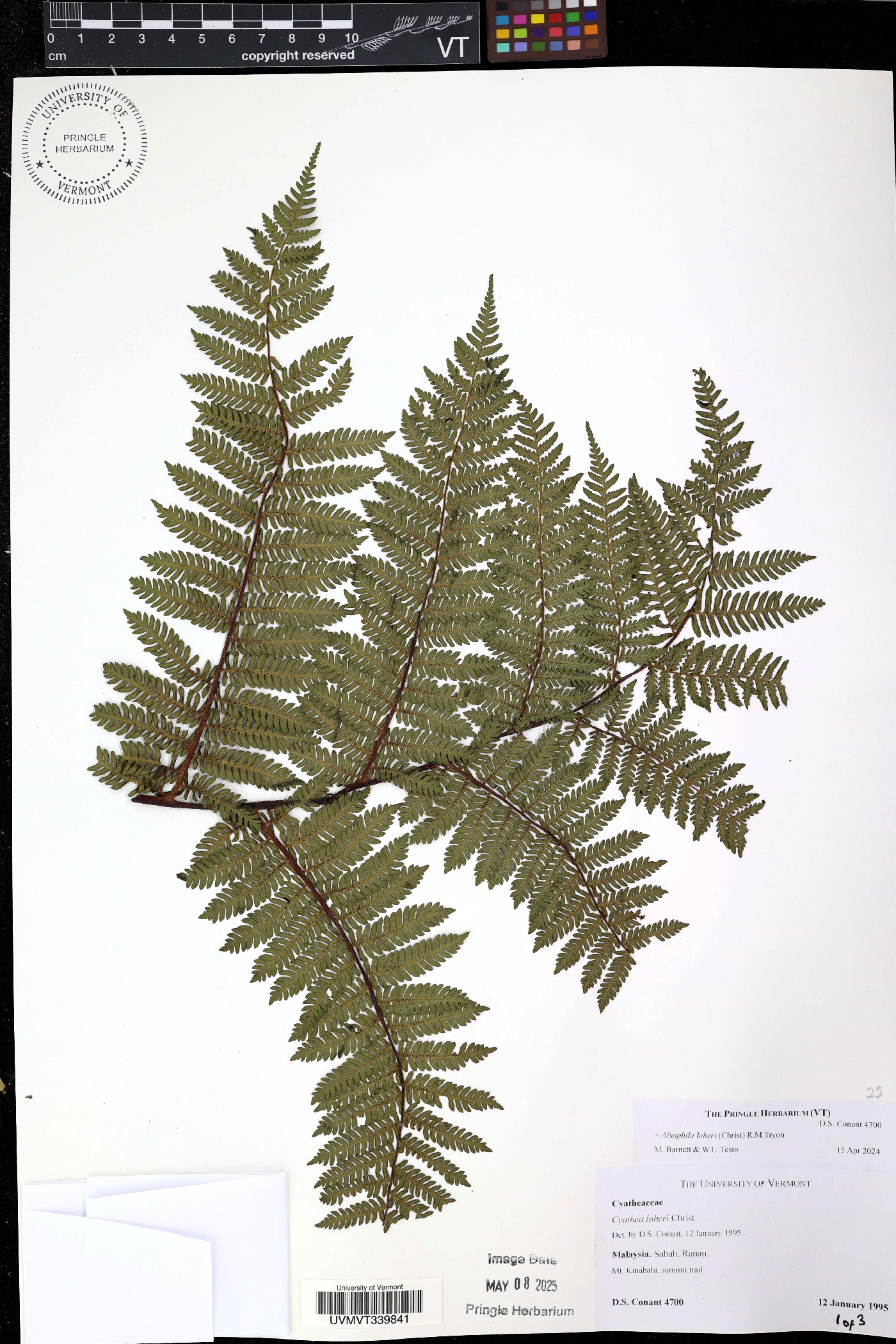 Cyathea loheri image