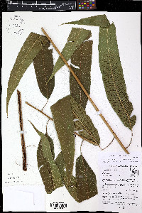 Meniscium pachysorum image