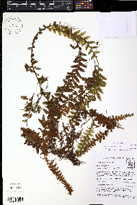 Hymenophyllum dependens image
