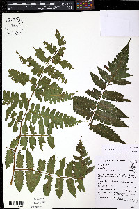 Diplazium tungurahuae image