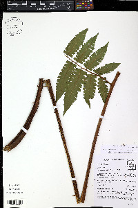 Diplazium tungurahuae image