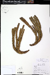 Phlegmariurus josesantae image