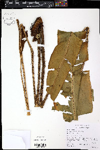 Elaphoglossum bakeri image