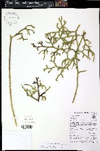 Palhinhaea trianae image