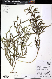 Palhinhaea pendulina image