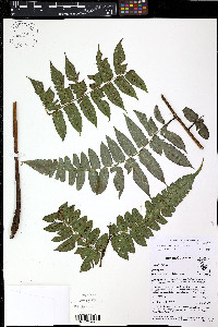 Diplazium tungurahuae image
