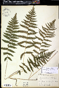 Coryphopteris simulata image