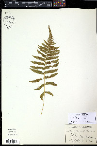 Coryphopteris simulata image
