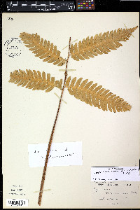 Dryopteris goldieana image
