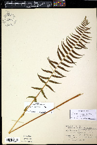 Homalosorus pycnocarpos image