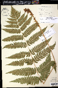 Dryopteris goldieana image
