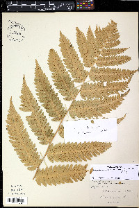 Dryopteris goldieana image