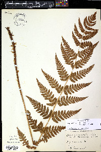 Dryopteris clintoniana image