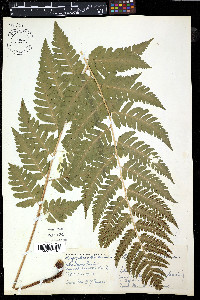 Dryopteris clintoniana image