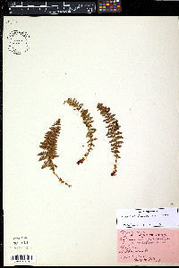 Dryopteris fragrans image
