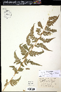 Dryopteris x slossoniae image