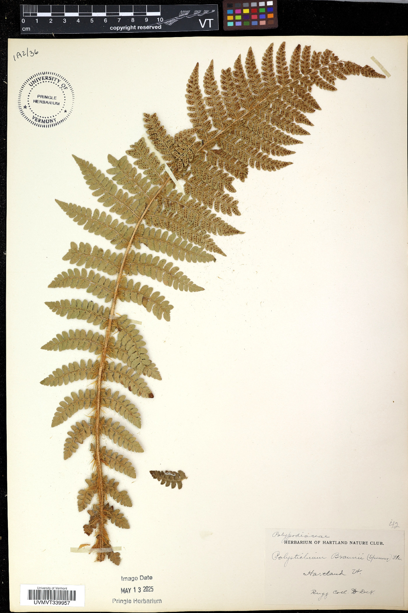 Polystichum braunii image