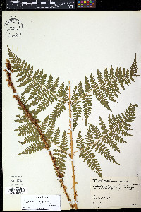 Dryopteris campyloptera image