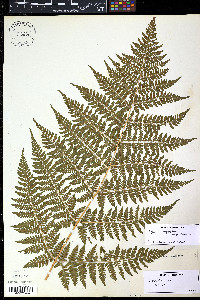 Dryopteris campyloptera image