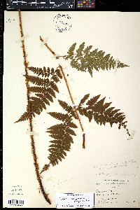 Dryopteris campyloptera image